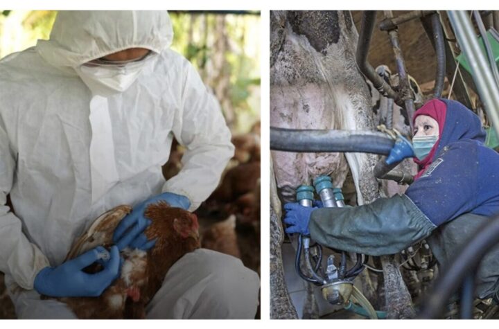 Six Agricultural Workers Infected with Avian Flu in Northeast Colorado Seis trabajadores agrícolas contagiados con gripe aviar en noreste de Colorado